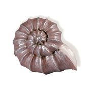 Immagine di Pomoli S-H030