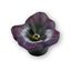 Immagine di pomoli s-h126 mm. 49 plastica viola 49 a:49 h:34                                                                                           